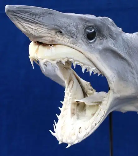 taxidermy mako shark skull on decorative stand hoofdmontage - is