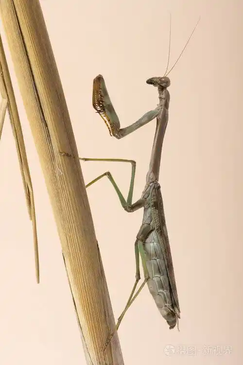 巨型螳螂螂
