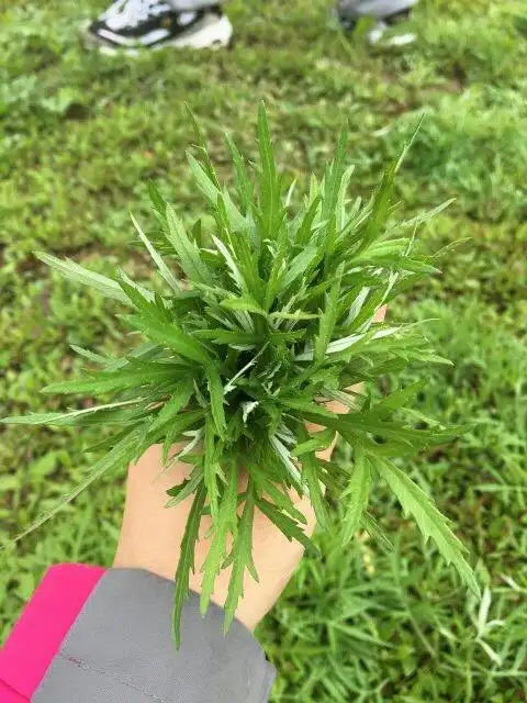 发布于2016-04-04 19:41   最佳答案 菊科蒿草,可能是水蒿.