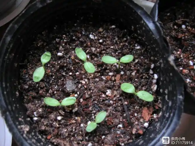 1,日照:由于是刚播种繁殖的长春花,这时候还处于种子状态,不可放在