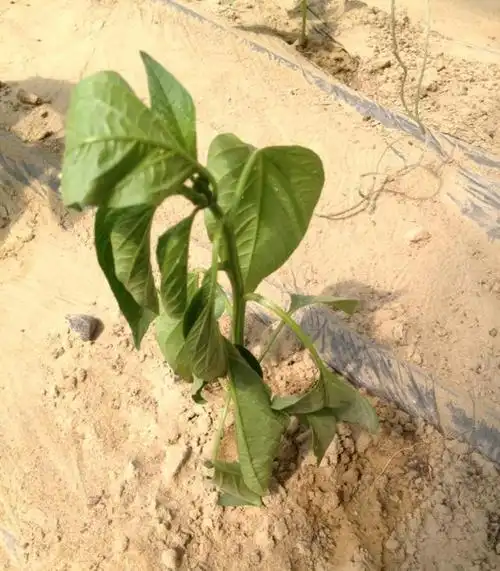 辣椒根腐病如何有效防治?辣椒根部病害根腐病防治办法!