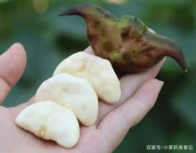 秋天菱角香,菱角好吃皮难剥,教你1招,5分钟剥一盘完整不伤手