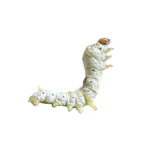 蚕宝宝活体春蚕幼虫活物小学生养蚕套装装小赠送蚕宝宝