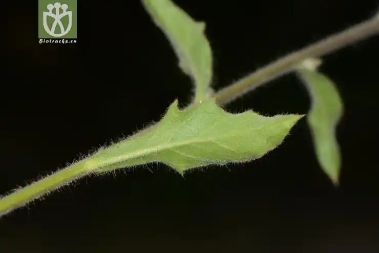 100% blumea laciniata六耳铃【g】2014-03-02xx-yn (8).