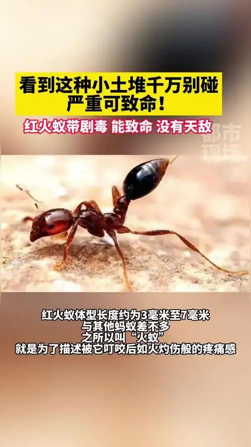 江西赣州多地发现红火蚁入侵,红火蚁带剧毒,能致命,已组织灭杀工作 红
