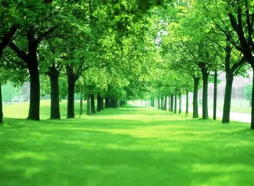 3d高清绿树青草背景墙