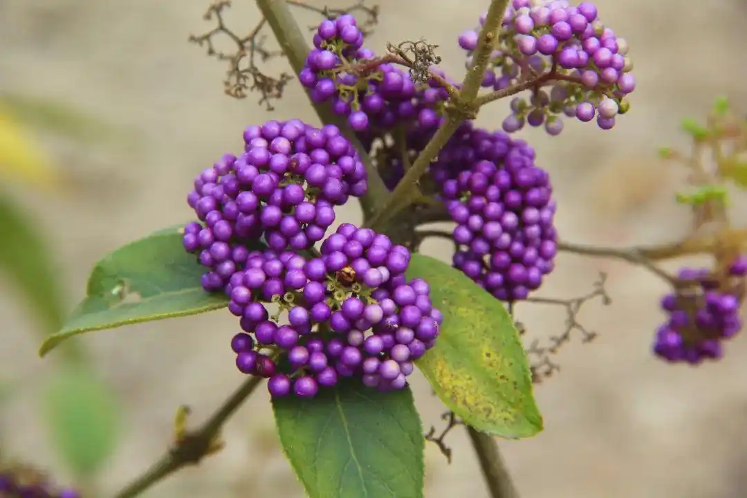 珠珠美丽台湾紫珠