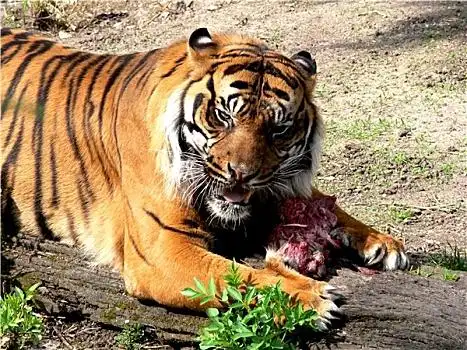 老虎进食图片