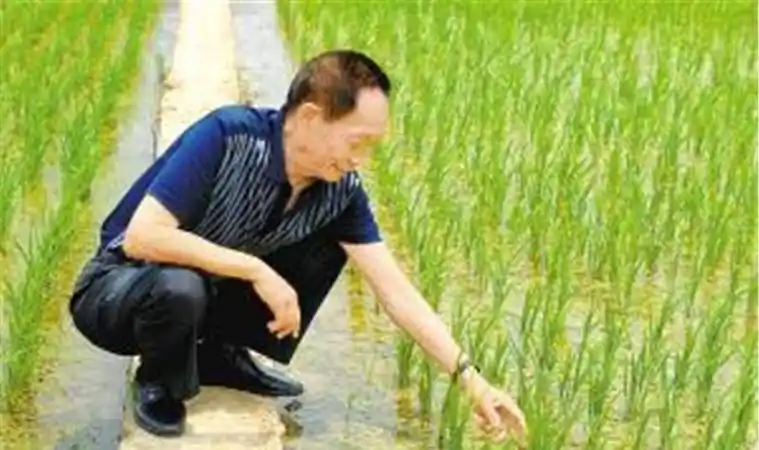 行头不过百,收入才这个数_袁隆平_水稻_杂交