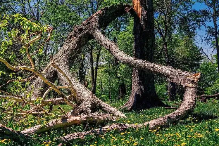 枯木奇观 摄影天堂