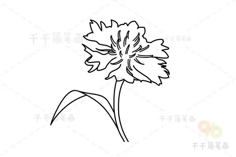 香矢车菊简笔画画法