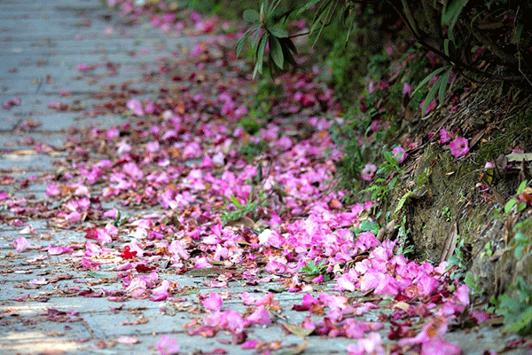 花瓣洒落在路边 来源:资料图片
