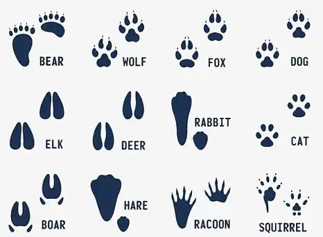 各种动物脚印剪影png
