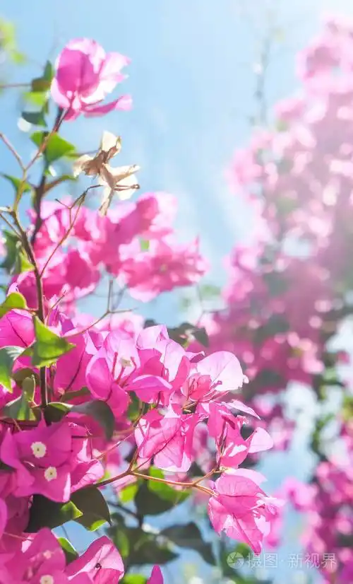 粉红色的花和蓝色的阳光天空,花卉背景,春季假期和妇女日的概念.