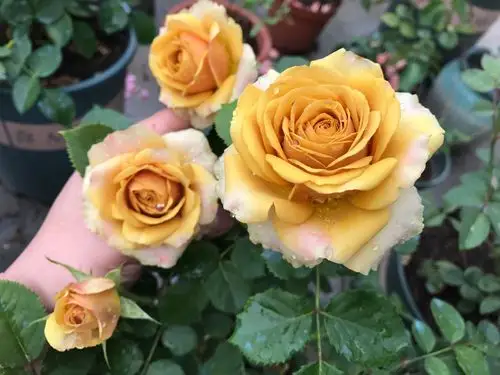 新品月季松之梦复古花色玫瑰花型多季开花