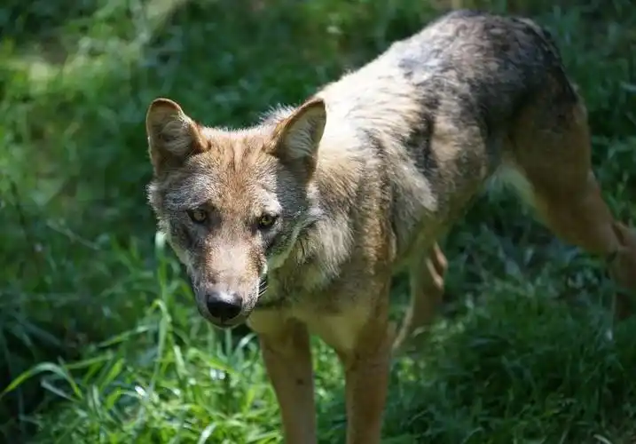 狼,动物园,可爱