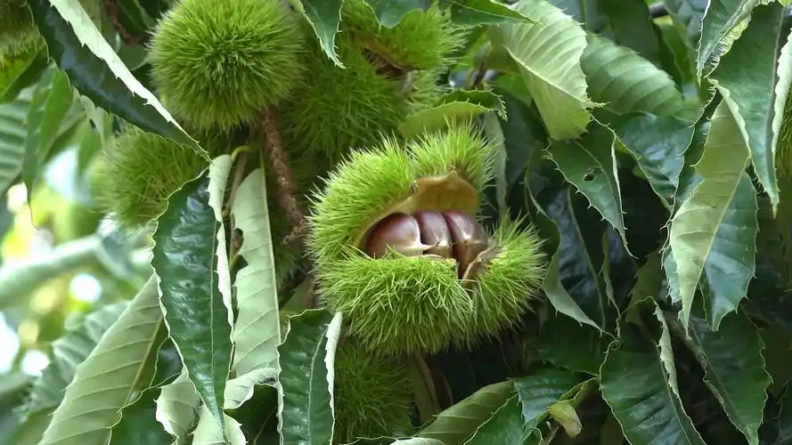 丰收集安,板栗树结出"幸福果"