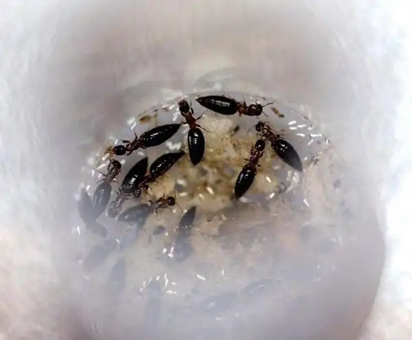 植物医生——寄生蜂