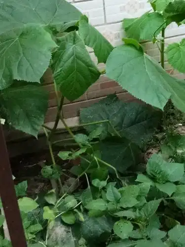 请问认识这种大叶子草吗