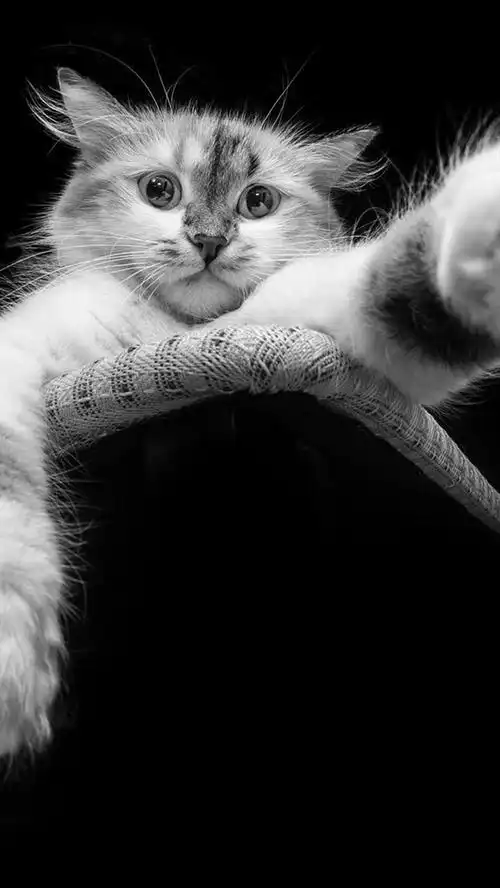 iphone 壁纸 黑色和白色,猫,爪子