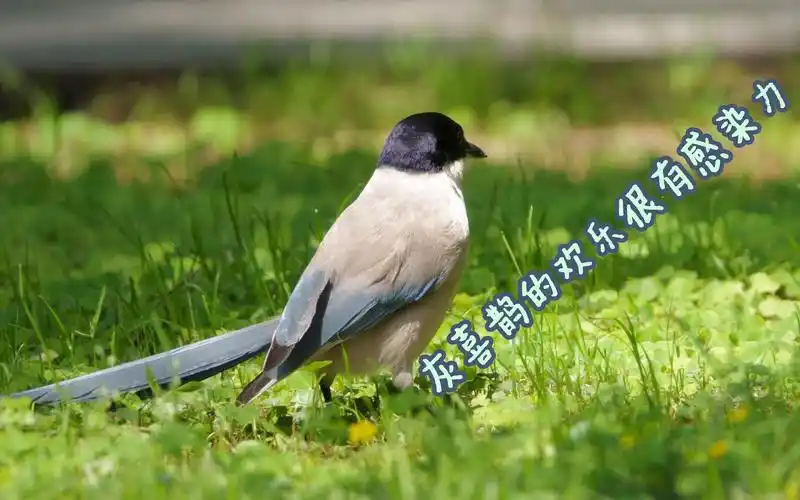 灰喜鹊,简单的欢乐