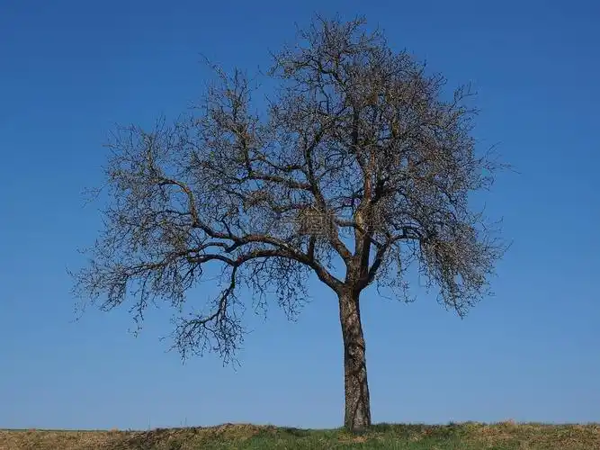 树,苹果树,个别