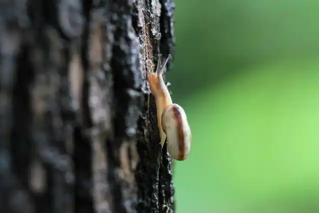 正在上坡的蜗牛