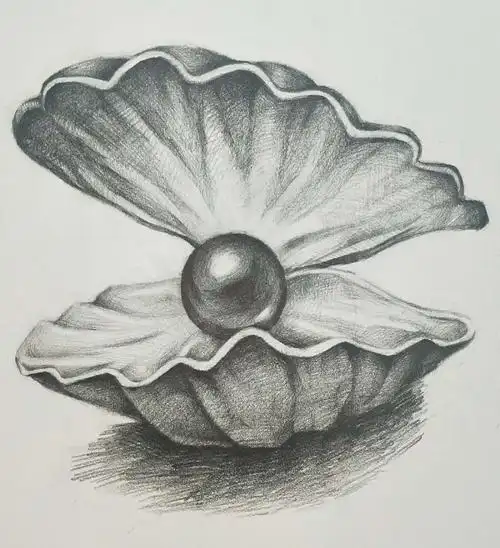 素描练习——贝壳与珍珠