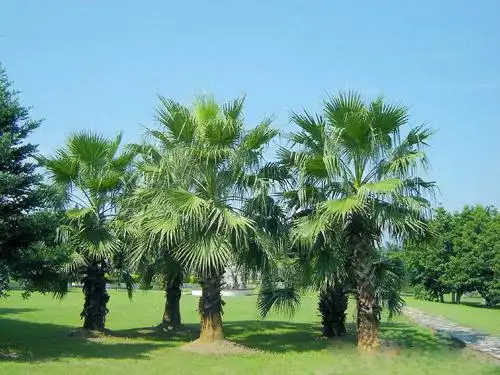 棕榈绿化苗木