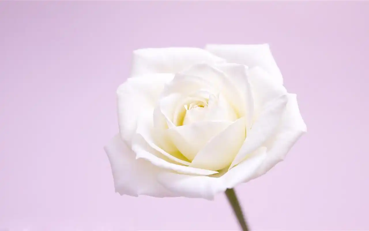 高贵素雅白玫瑰高清桌面壁纸