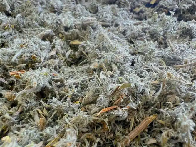 它是茵陈蒿,是菊科,作用如图4是兔兔非常不错的保健草,但味苦,辛,新鲜