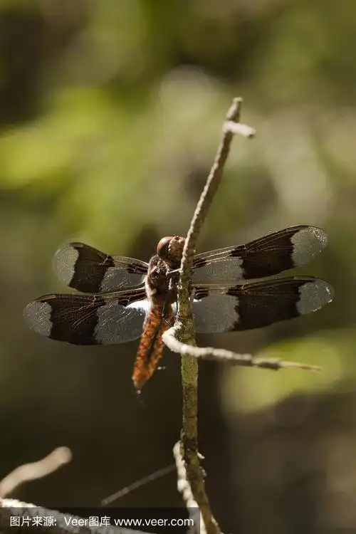 白尾蜻蜓(platthemis lydia)