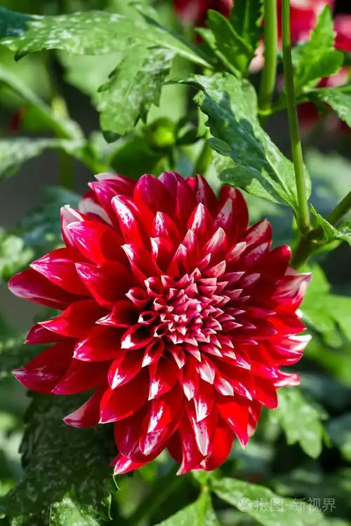 在花园里的美丽的红菊花花