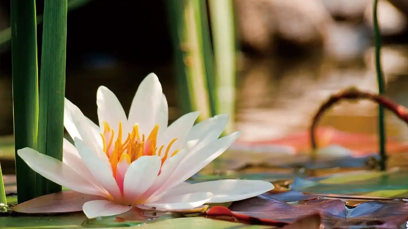 高清莲花壁纸|背景图|好运莲莲|朋友圈美学 98看到莲花 95想起