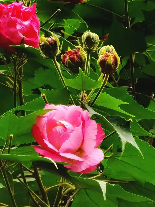 美艳绝伦芙蓉花