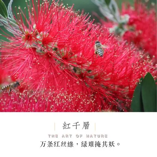 红千层花语