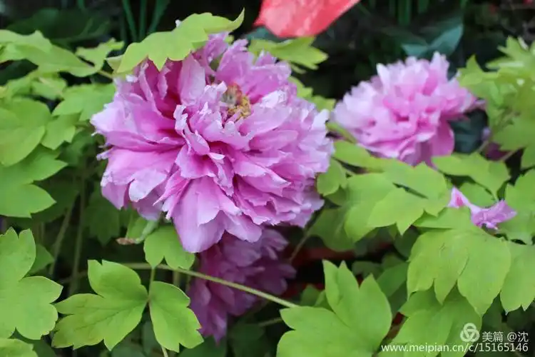 我收集的百花草2017年