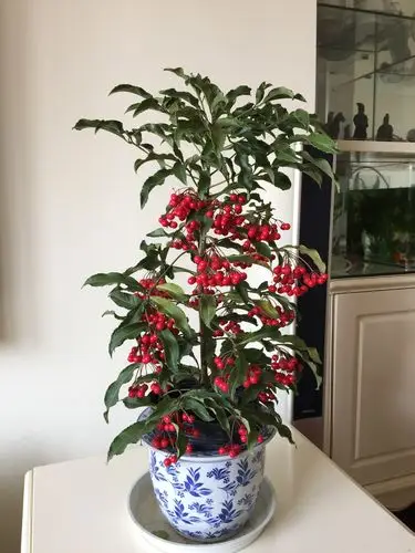 绿叶红果富贵子