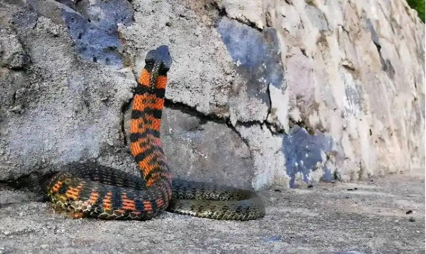 原创外号野鸡脖子身为无毒蛇却体含剧毒其实全是蟾蜍的功劳