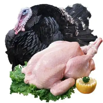 淘穗散养火鸡圣诞烤火鸡肉整鸡活体现杀杀后一只约2kg