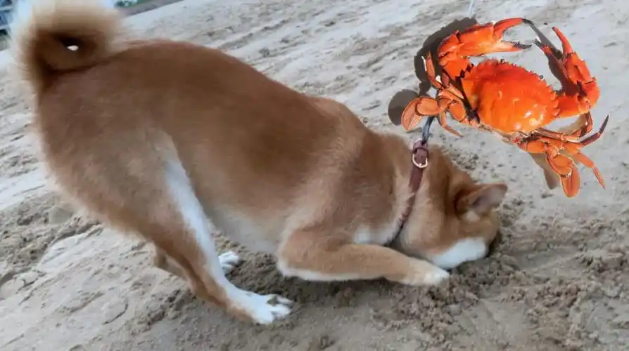 主人说要把泰迪卖到狗肉馆,泰迪竟听懂了,表情好吓人