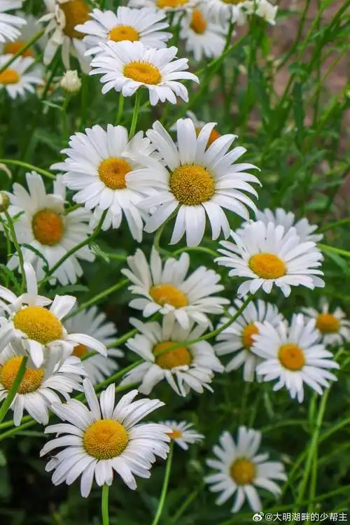 大片洁白的雏菊花,在济南华山湖边开放,治愈又温暖的白色花朵,清新又