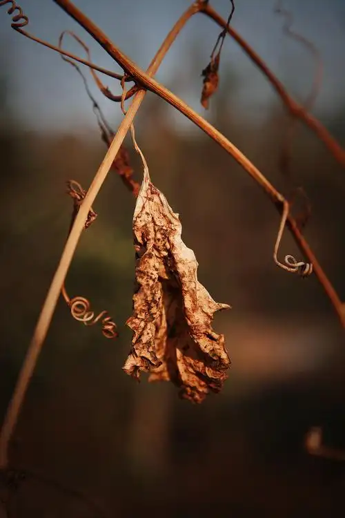枯叶逢春|摄影|产品摄影|竹林魅影_原创作品-站酷zcool