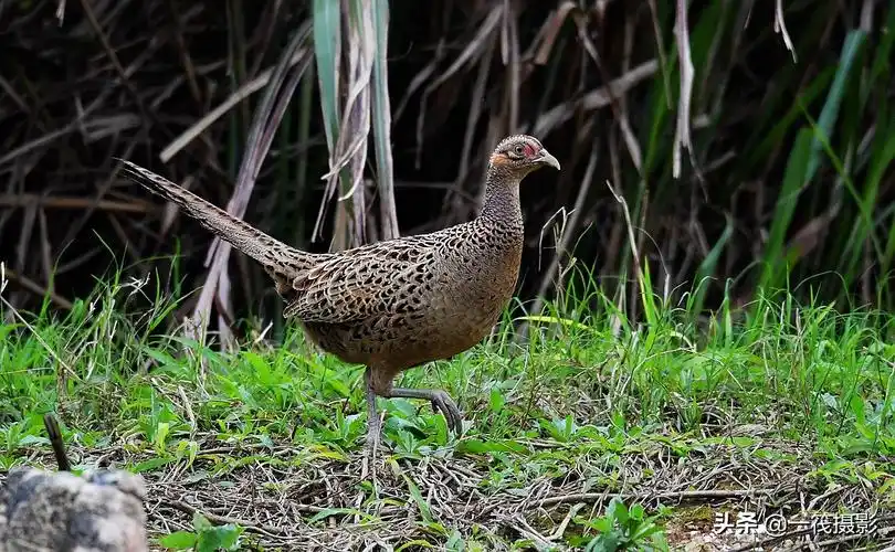 环颈雉母鸡的风采