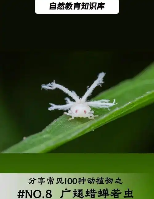 广翅蜡蝉幼虫:白色"小精灵"的伪装术