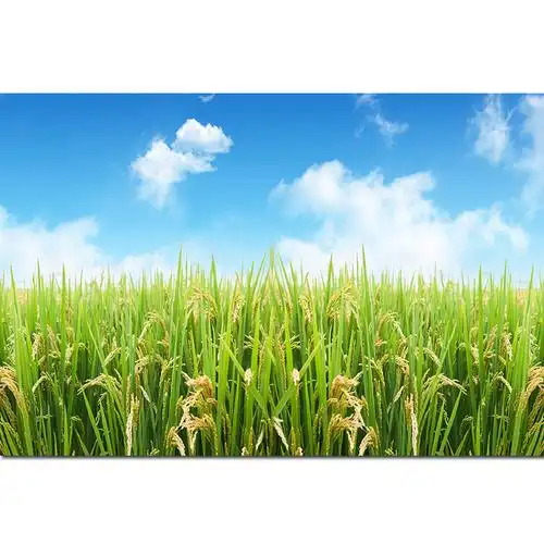 田园风光装饰画稻田稻穗麦田五谷丰登自粘壁画餐厅饭店墙挂画 w719 横