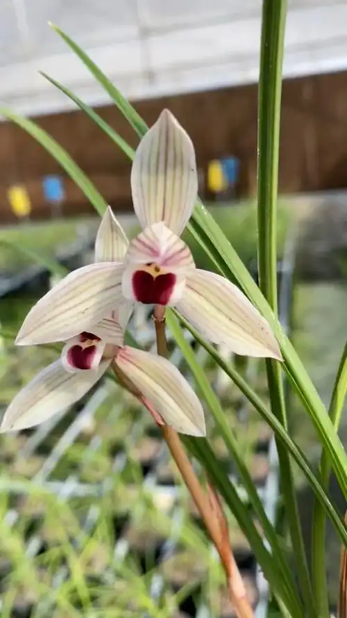 莲瓣兰心心相印