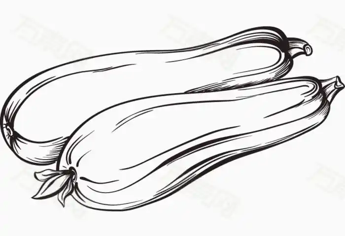 手绘蔬菜系列:西葫芦