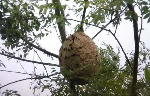 西安一苗圃现三个巨型人头蜂窝 最大的直径70厘米