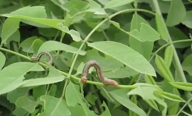 注意适时防治春尺蠖